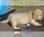 Small #3 English Cream Golden Retriever
