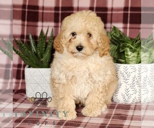 Cavapoo Puppy for sale in PARADISE, PA, USA