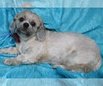 Small Photo #4 Shih Tzu-Unknown Mix Puppy For Sale in Cuba, NY, USA