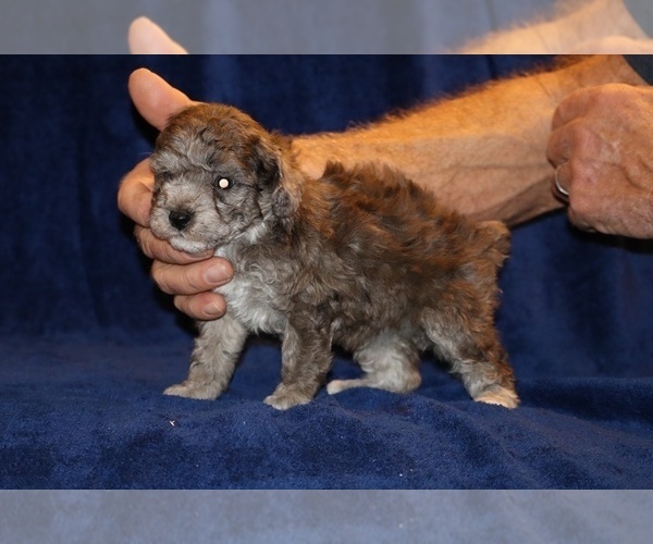 Medium Photo #7 Poodle (Toy) Puppy For Sale in DYERSBURG, TN, USA