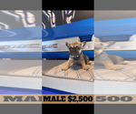 Small Photo #4 French Bulldog Puppy For Sale in SUNNYSIDE, WA, USA