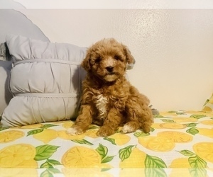 Poodle (Miniature) Puppy for sale in HILLSBORO, WI, USA