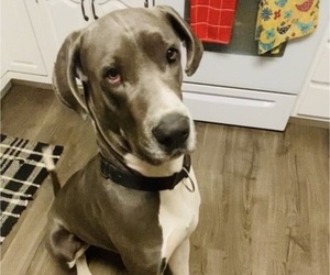 Great Dane Puppy for sale in LONDON, AR, USA
