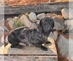 Small Photo #1 Dachshund Puppy For Sale in MIDDLEBURY, IN, USA