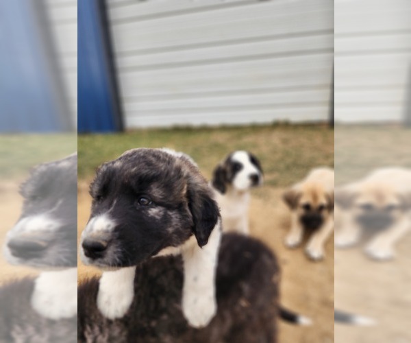 Medium Photo #24 Anatolian Shepherd Puppy For Sale in CUMBY, TX, USA