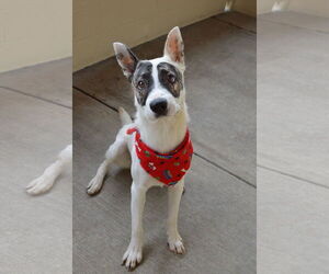 Labrador Retriever-Unknown Mix Dogs for adoption in McKinney, TX, USA