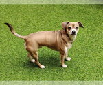 Small #7 Chihuahua Mix