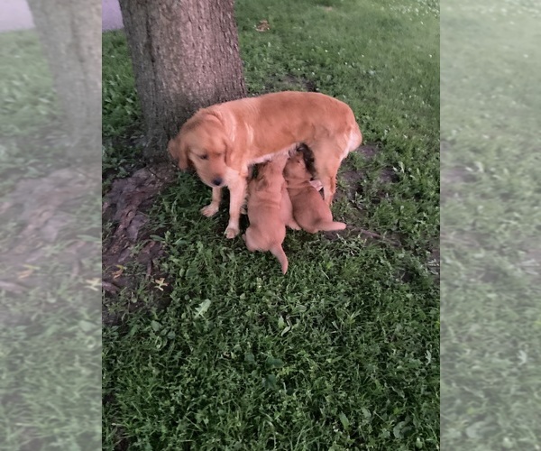 Medium Photo #2 Golden Retriever Puppy For Sale in COON VALLEY, WI, USA