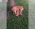 Small #1 Golden Retriever