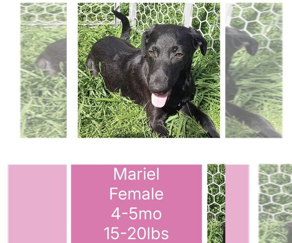 Medium Photo #4 Mutt Puppy For Sale in Virginia Beach, VA, USA