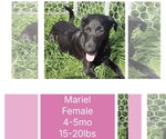 Small #3 Mutt