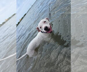 American Bulldog-Unknown Mix Dogs for adoption in Miami, FL, USA