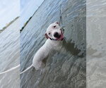 COURTESY POST: Lucy - Female American Bulldog-Unknown Mix Dog for Adoption - Small photo