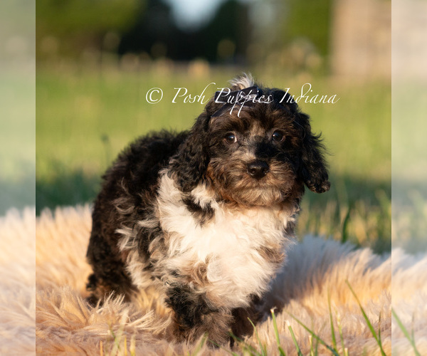 Medium Photo #4 Poodle (Miniature) Puppy For Sale in WARSAW, IN, USA