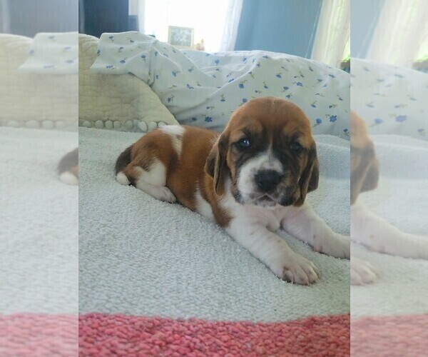 Medium Photo #3 Basset Hound Puppy For Sale in PETERSBURG, IN, USA