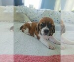 Small #2 Basset Hound
