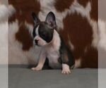 Small #3 French Bulldog