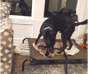 Colby - Male German Shepherd Dog Dog for Adoption - Photo #10