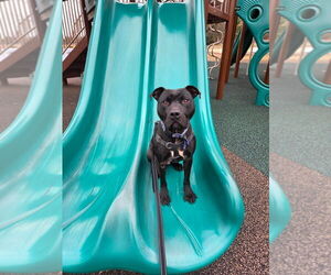 American Staffordshire Terrier Dogs for adoption in Sayreville, NJ, NJ, USA