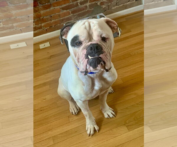 Medium Photo #1 Bulldog Puppy For Sale in COLUMBIA, MD, USA