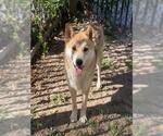 Small Photo #2 Akita-Unknown Mix Puppy For Sale in Riverside, CA, USA