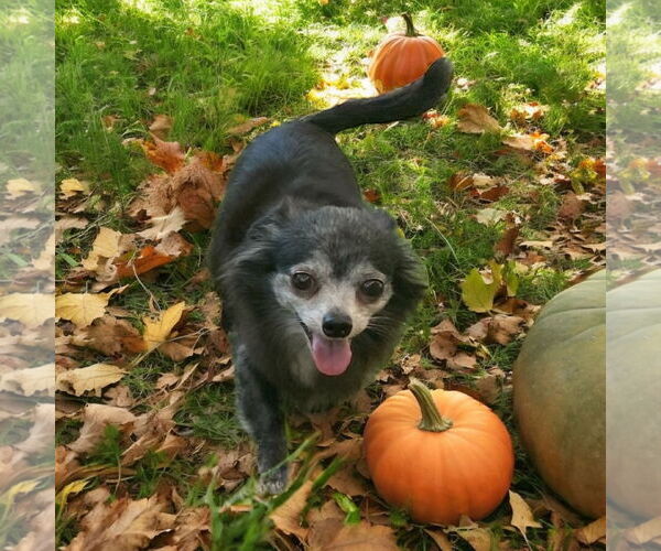 Medium Photo #2 Chihuahua Puppy For Sale in Lexington, SC, USA