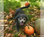 Small #1 Chihuahua