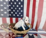 Small Photo #43 Dalmatian Puppy For Sale in VASSALBORO, ME, USA