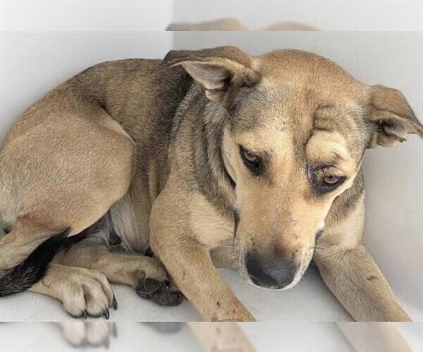 Medium Photo #1 Labrador Retriever Puppy For Sale in Houston, TX, USA