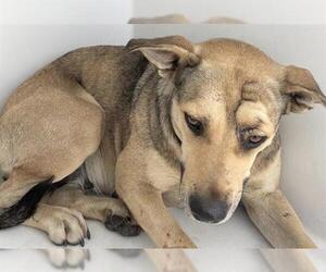 Labrador Retriever Dogs for adoption in Houston, TX, USA