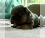 Puppy Grey boy French Bulldog