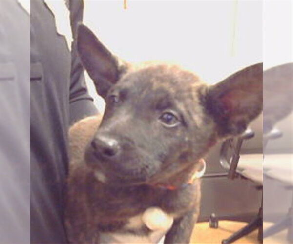 Medium Photo #1 Mutt Puppy For Sale in Sacramento, CA, USA