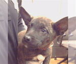 Small Mutt