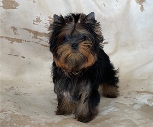 Yorkshire Terrier Puppy for sale in ROANOKE, VA, USA