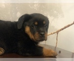 Small Photo #18 Rottweiler Puppy For Sale in ANTIOCH, CA, USA