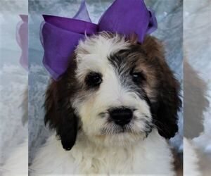 Poodle (Standard)-Saint Berdoodle Mix Puppy for sale in HOLDEN, MO, USA