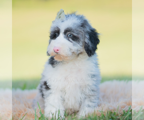 Medium Photo #31 Goldendoodle (Miniature) Puppy For Sale in WARSAW, IN, USA