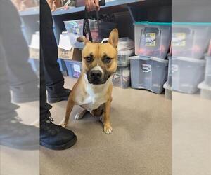 Mutt Dogs for adoption in Burbank, CA, USA