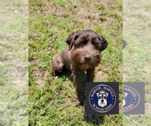 Schnauzer (Miniature) Puppy for sale in GONZALES, LA, USA