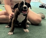 Puppy Leo Boxer