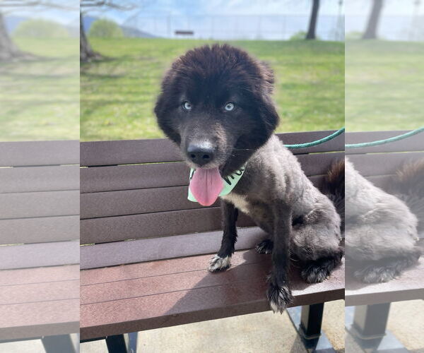 Medium Photo #3 Huskies -Pomeranian Mix Puppy For Sale in Mouth Of Wilson, VA, USA