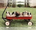Small #6 Cavapoo