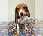 Small Photo #2 Beagle Puppy For Sale in Osgood, IN, USA
