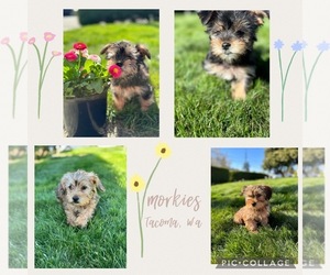 Morkie Puppy for sale in TACOMA, WA, USA