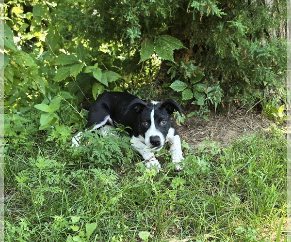 Medium Photo #2 Labrador Retriever-Unknown Mix Puppy For Sale in Montello, WI, USA