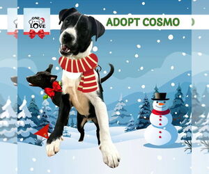 Collie-Unknown Mix Dogs for adoption in Mount Laurel, NJ, USA