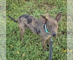 Small #5 Australian Kelpie-Rat Terrier Mix