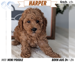 Puppy 3 Poodle (Miniature)