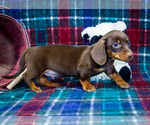 Small #4 Dachshund