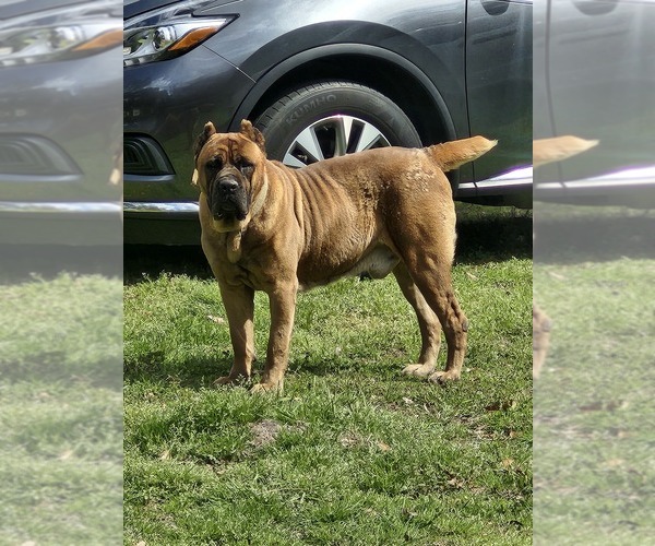 Medium Photo #1 Cane Corso Puppy For Sale in PITTSVIEW, AL, USA
